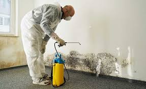 Best Basement Mold Removal in Brookwood, AL