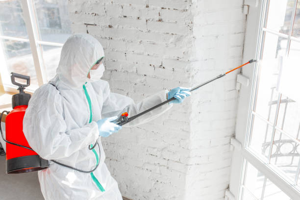 Best Attic Mold Removal in Brookwood, AL